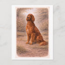 Search for setter postcards Pet