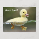 Search for baby ducklings postcards Nature