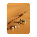 Recherche de de chameau magnets Désert