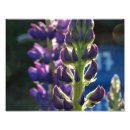 Search for iphone cases posters Flowers