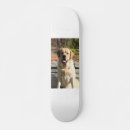 Search for dog skateboards cute