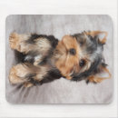 Recherche de chiot yorkie tapis souris Mignon
