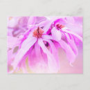 Recherche de jardin des plantes cartes postales Rose