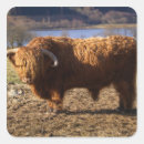 Search for highland cattle stickers Scottish