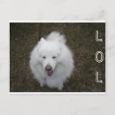 Search for samoyed dog postcards Pet