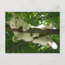 Search for cat tree postcards Animal