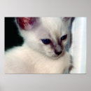 Search for baby blue eye posters Feline