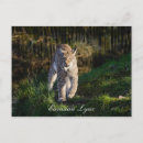 Recherche de eurasien cartes postales Lynx