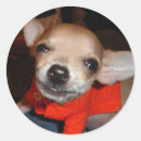 Recherche de dog chihuahua autocollants Adorable