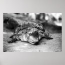 Search for crocs art Crocodile