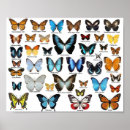 Recherche de butterfly posters Butterflies