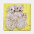 Recherche de dog magnets Mignon