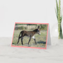 Recherche de mules invitations Burro