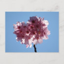 Recherche de fleurs japonaises cartes postales Sakura