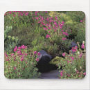 Search for mt rainier Nature