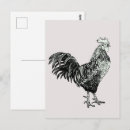 Search for coop postcards Rooster