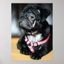 Search for mopping posters Dog