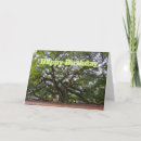 Search for angel oak tree South carolina