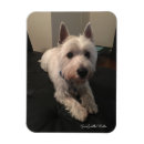 Recherche de westie magnets Blanc