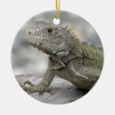 Search for reptile ornaments Herp