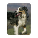Recherche de de border collie magnets Plomb et pam langrish