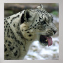 Search for leopard eyes art Snow