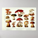 Search for vintage mushroom posters Poisonous