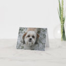 Recherche de shih tzu christmas vœux cartes Hiver