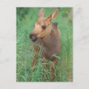 Search for moose postcards Fauna