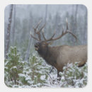 Search for bull elk stickers Bugle