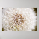 Recherche de pissenlit et blanc posters Nature