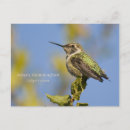 Search for annas postcards Calypte anna