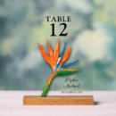 Recherche de bird of paradise Fleurs tropicales