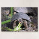 Search for galapagos puzzles Turtle