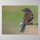 Recherche de femelles posters Oiseau