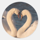 Search for white swan stickers Birthday