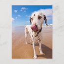 Recherche de chien dalmatien cartes postales Animaux