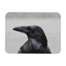 Recherche de ravenne magnets Corbeau