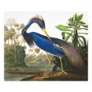 Recherche de louisiane art John james audubon