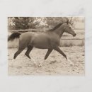 Recherche de cheval arabe cartes postales Équin