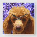 Search for poodle clocks Pets