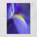 Recherche de iris bleu cartes postales Jaune