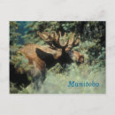 Recherche de orignaux taureau cartes postales Faune