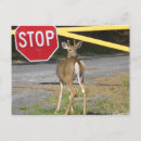 Search for bucking postcards Animal