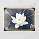 Recherche de lotus cartes postales Bouddha