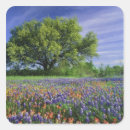 Search for texas wildflower stickers Field