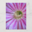 Search for slice of cake postcards Flower