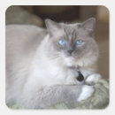 Search for ragdoll stickers Animal