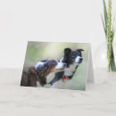 Search for border collies cards Farm