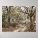 Search for plantation posters Spanish moss